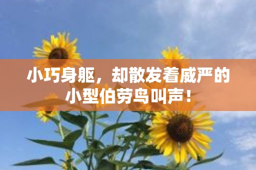 小巧身躯，却散发着威严的小型伯劳鸟叫声！