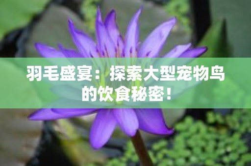 羽毛盛宴：探索大型宠物鸟的饮食秘密！