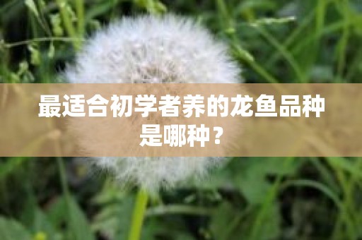 最适合初学者养的龙鱼品种是哪种？
