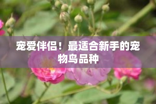 宠爱伴侣！最适合新手的宠物鸟品种