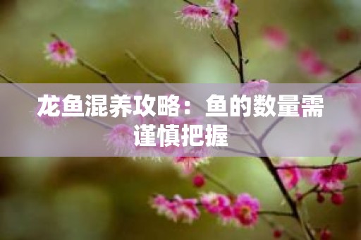龙鱼混养攻略：鱼的数量需谨慎把握