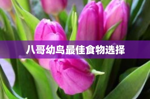 八哥幼鸟最佳食物选择