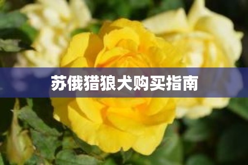 苏俄猎狼犬购买指南