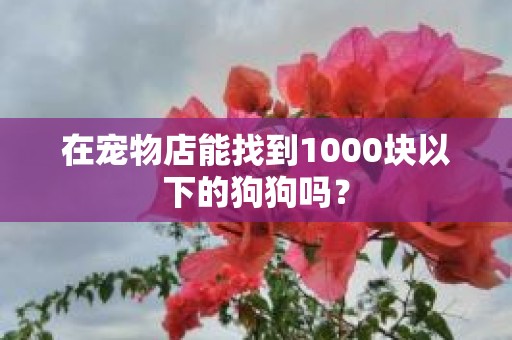 在宠物店能找到1000块以下的狗狗吗？