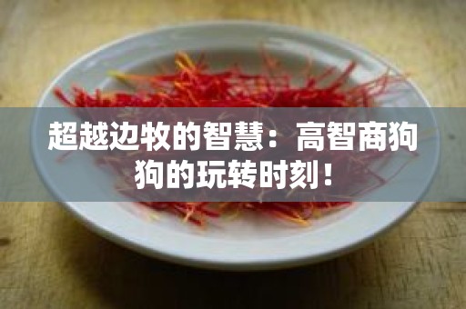 超越边牧的智慧：高智商狗狗的玩转时刻！