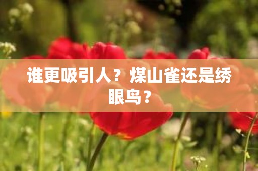 谁更吸引人？煤山雀还是绣眼鸟？
