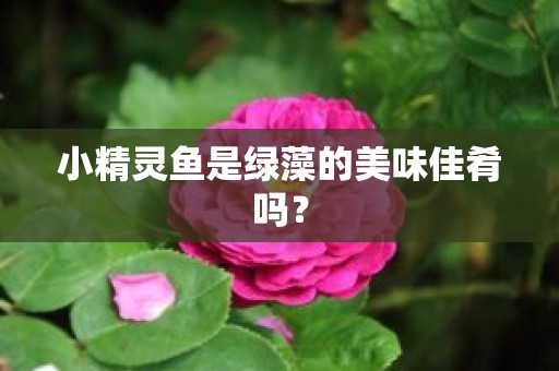 小精灵鱼是绿藻的美味佳肴吗？