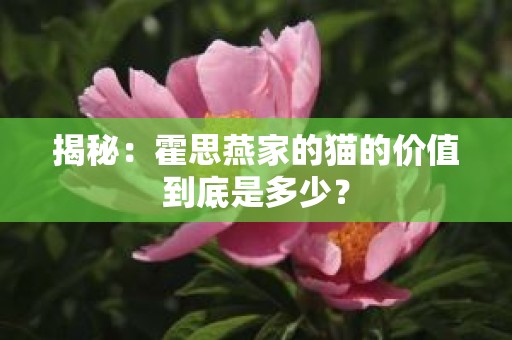 揭秘：霍思燕家的猫的价值到底是多少？
