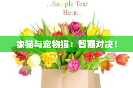 家猫与宠物猫：智商对决！