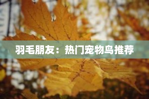 羽毛朋友：热门宠物鸟推荐