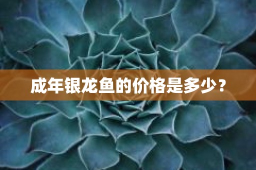 成年银龙鱼的价格是多少？