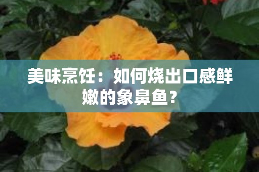 美味烹饪：如何烧出口感鲜嫩的象鼻鱼？