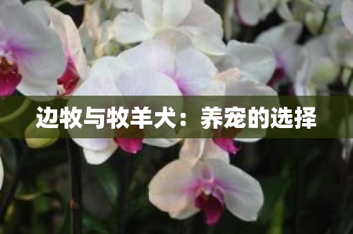 边牧与牧羊犬：养宠的选择