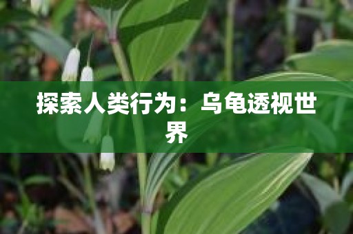 探索人类行为：乌龟透视世界