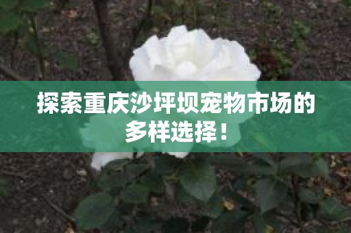 探索重庆沙坪坝宠物市场的多样选择！