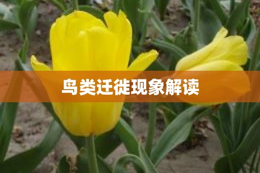 鸟类迁徙现象解读