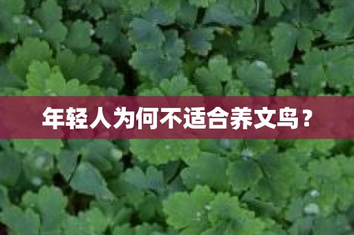 年轻人为何不适合养文鸟？