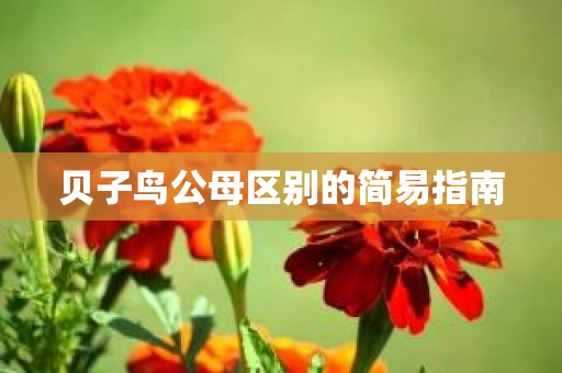 贝子鸟公母区别的简易指南