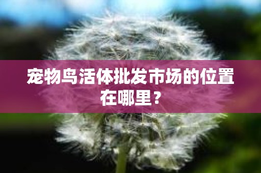 宠物鸟活体批发市场的位置在哪里？