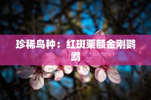 珍稀鸟种：红斑栗额金刚鹦鹉