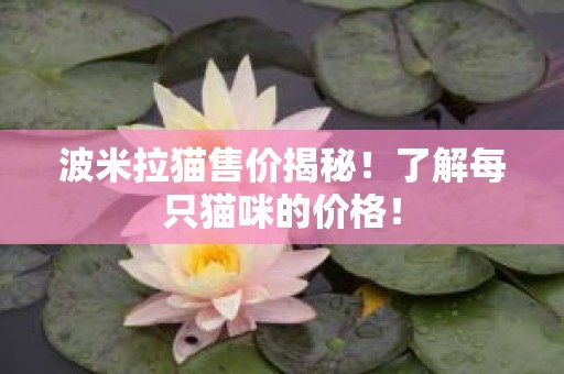 波米拉猫售价揭秘！了解每只猫咪的价格！