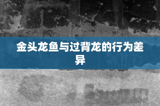 金头龙鱼与过背龙的行为差异
