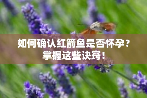 如何确认红箭鱼是否怀孕？掌握这些诀窍！