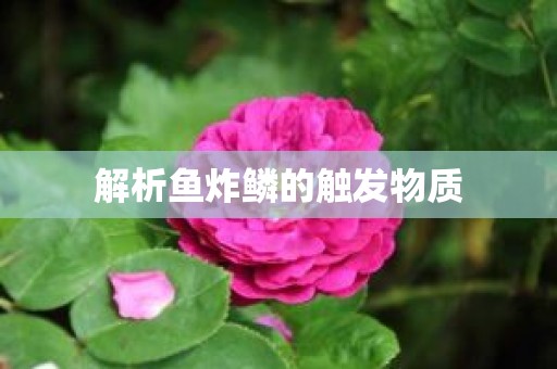 解析鱼炸鳞的触发物质