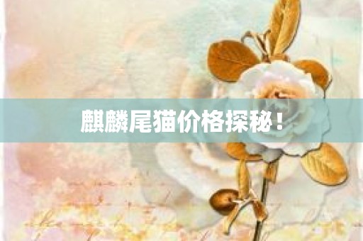 麒麟尾猫价格探秘！