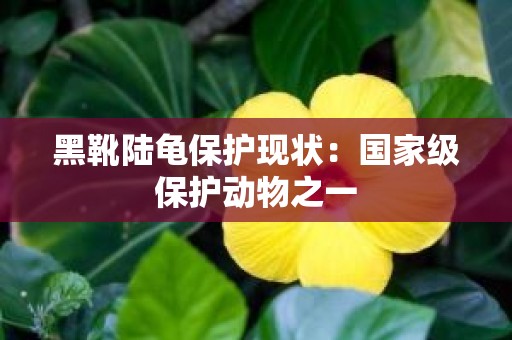 黑靴陆龟保护现状：国家级保护动物之一