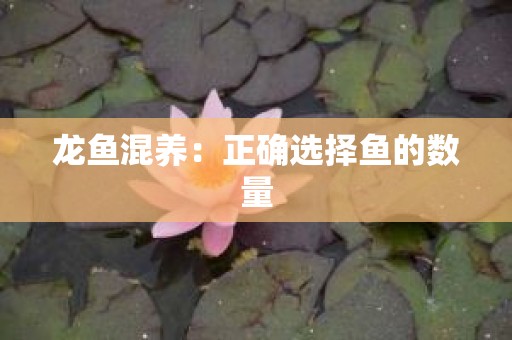 龙鱼混养：正确选择鱼的数量