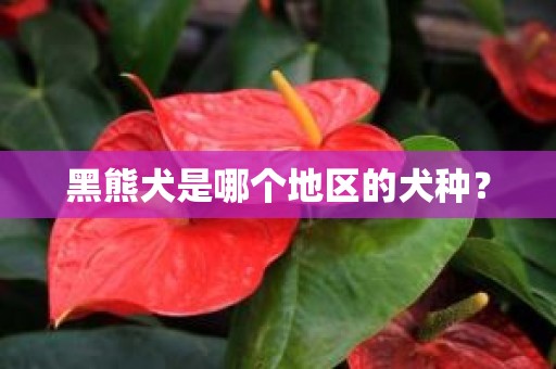 黑熊犬是哪个地区的犬种？