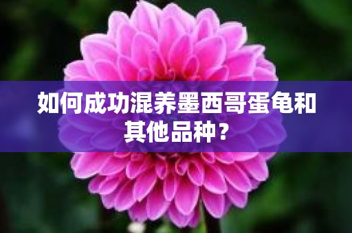 如何成功混养墨西哥蛋龟和其他品种？