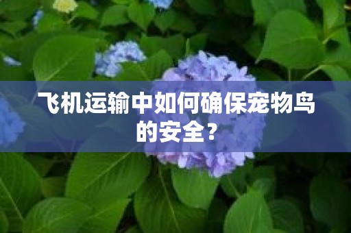 飞机运输中如何确保宠物鸟的安全？