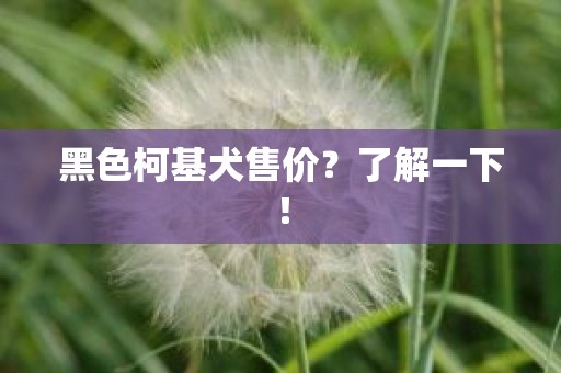 黑色柯基犬售价？了解一下！