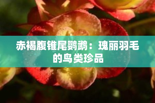 赤褐腹锥尾鹦鹉：瑰丽羽毛的鸟类珍品