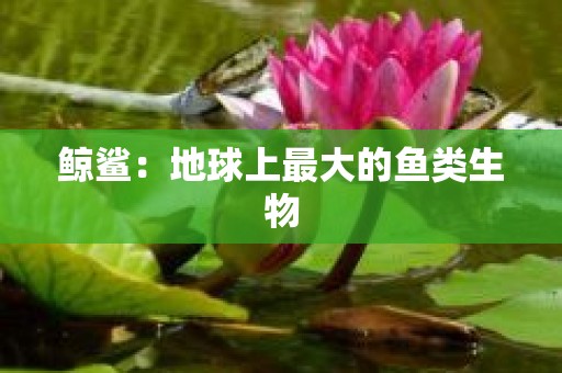 鲸鲨：地球上最大的鱼类生物