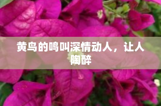 黄鸟的鸣叫深情动人，让人陶醉