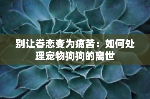 别让眷恋变为痛苦：如何处理宠物狗狗的离世