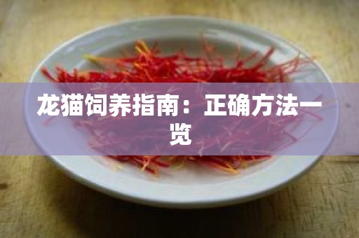龙猫饲养指南：正确方法一览