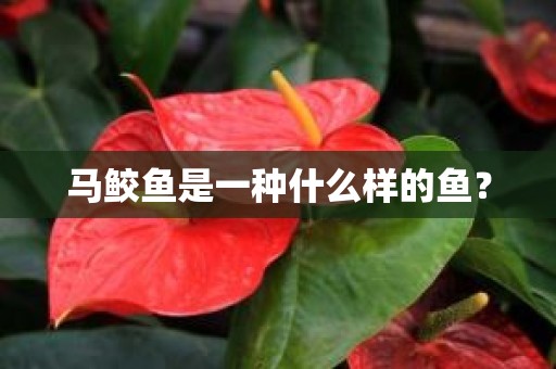 马鲛鱼是一种什么样的鱼？