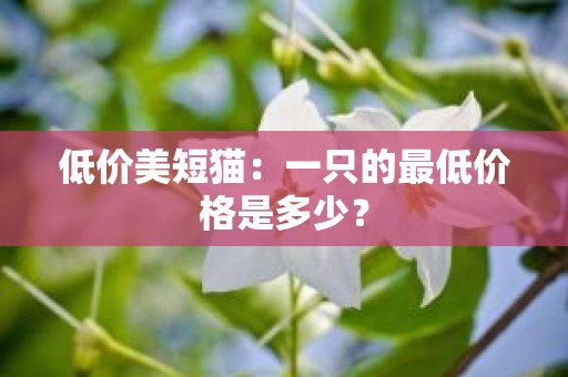 低价美短猫：一只的最低价格是多少？