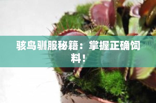 骇鸟驯服秘籍：掌握正确饲料！