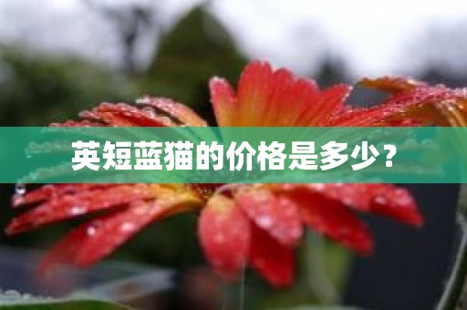 英短蓝猫的价格是多少？