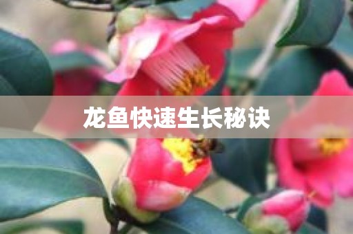 龙鱼快速生长秘诀
