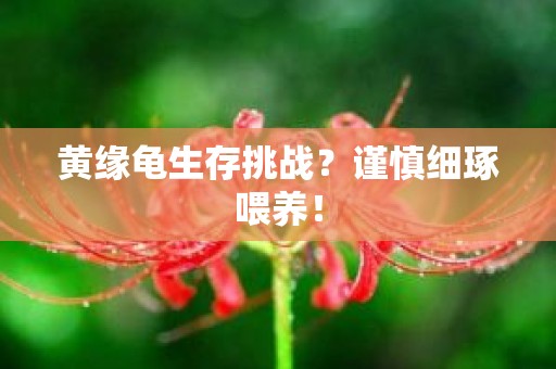 黄缘龟生存挑战？谨慎细琢喂养！