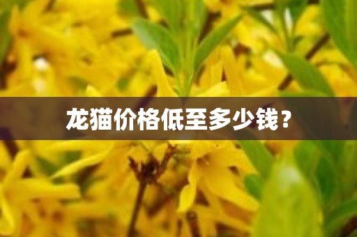 龙猫价格低至多少钱？