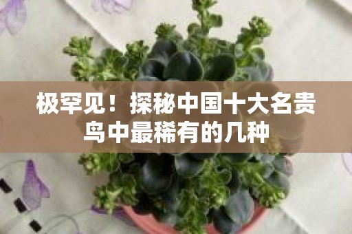 极罕见！探秘中国十大名贵鸟中最稀有的几种