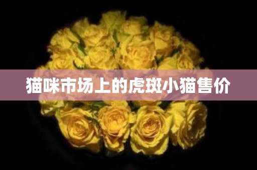 猫咪市场上的虎斑小猫售价