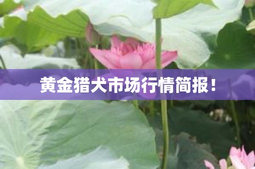 黄金猎犬市场行情简报！